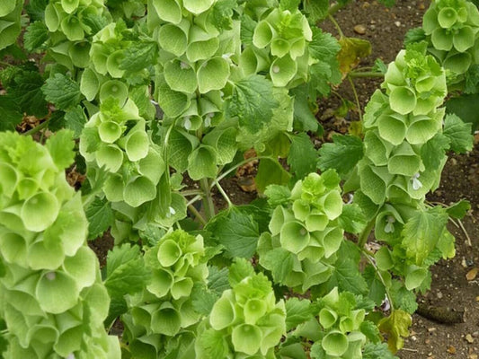 150+ Bells Of Ireland Green Moluccella Laevis Flower Seeds | www.seedsplantworld.com