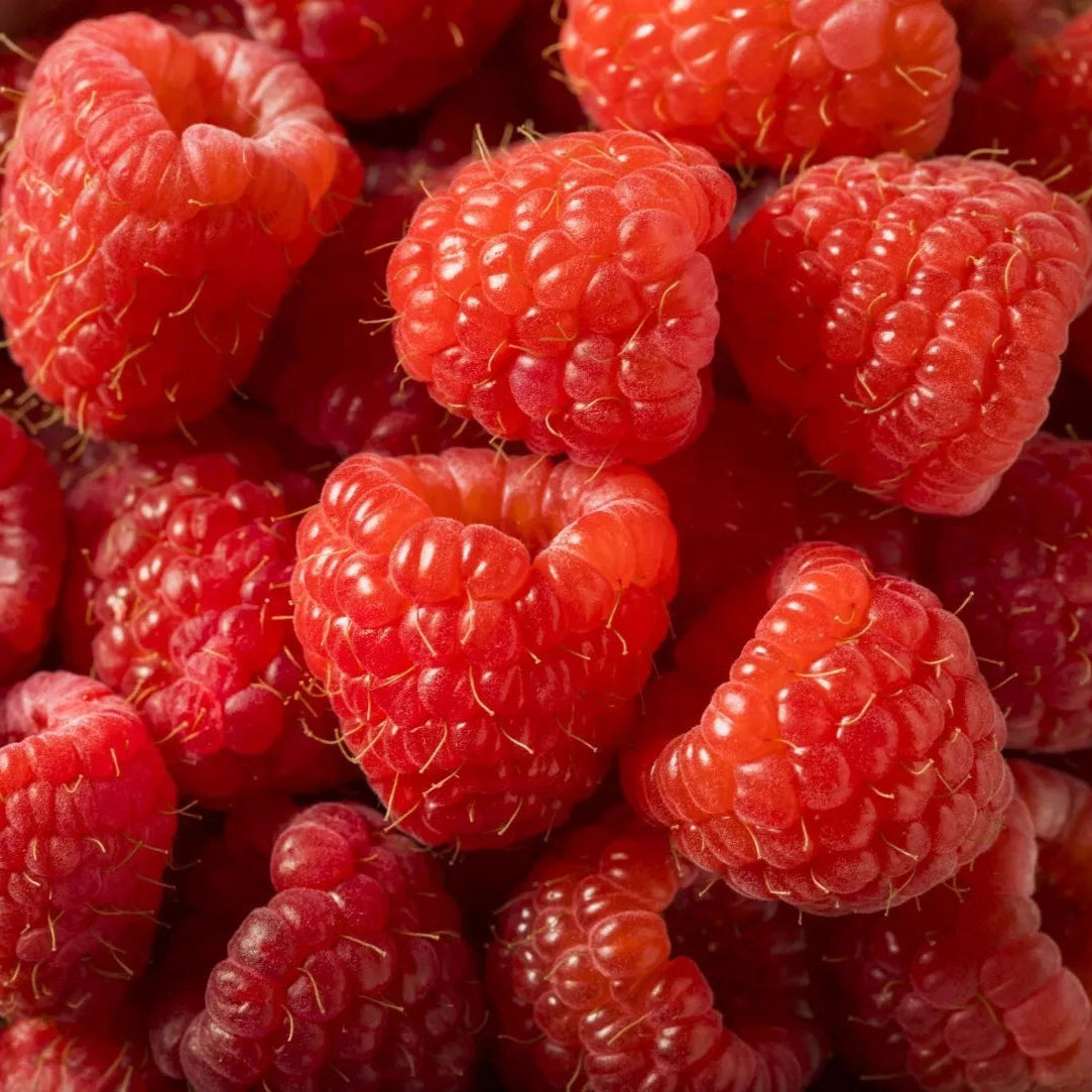 Prelude Early Season Red Raspberry Bare Root Canes