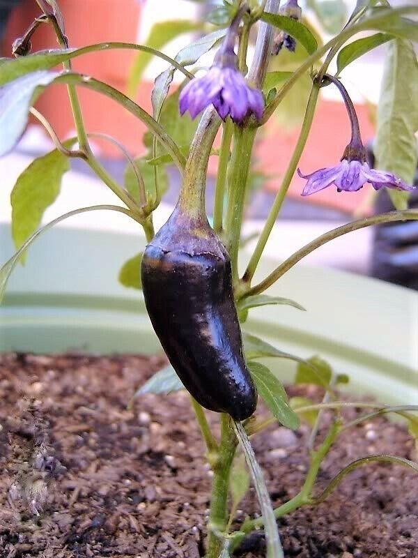 40 Purple Jalapeno Pepper Capsicum Annuum Hot Chili Vegetable Seeds | www.seedsplantworld.com