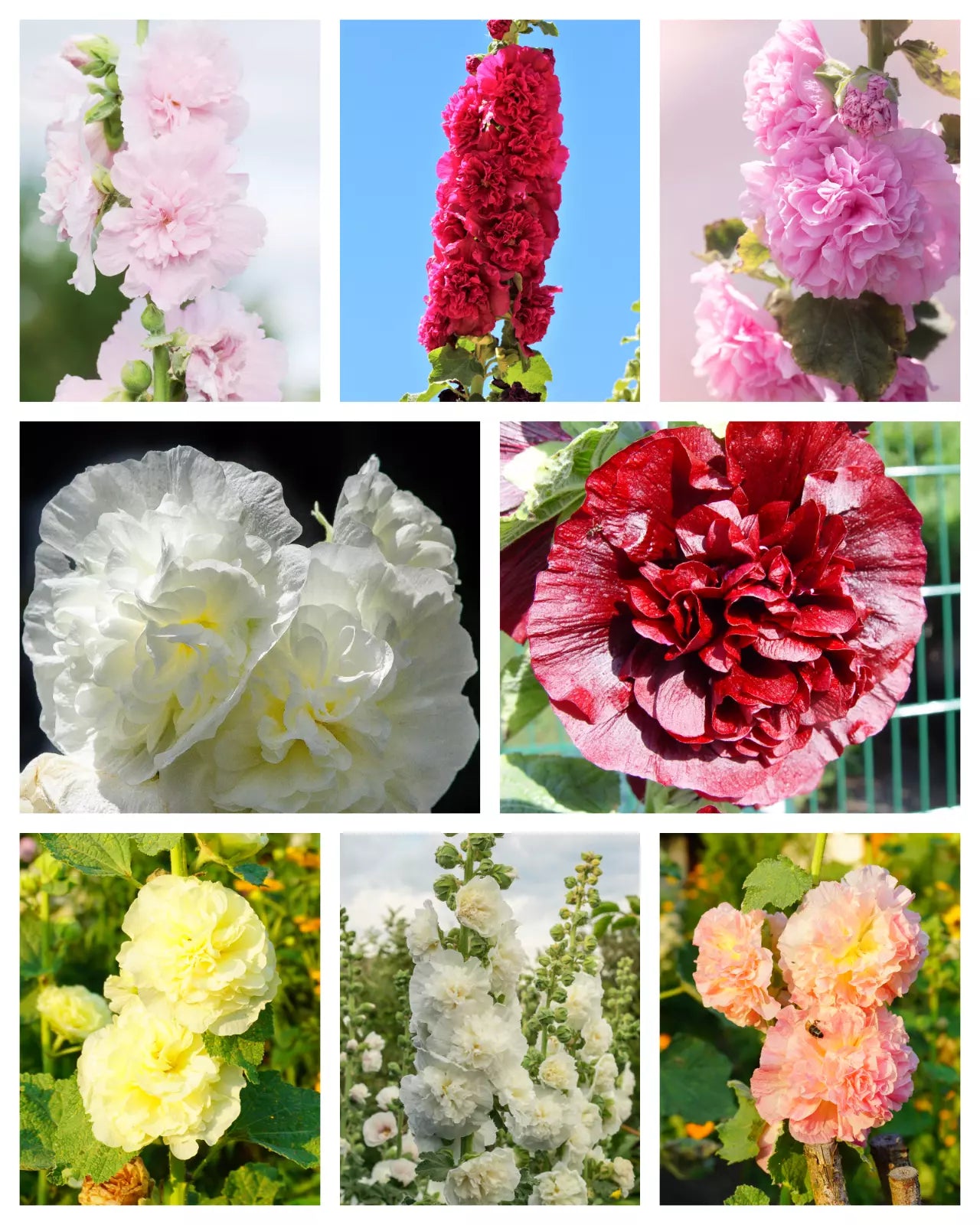 50 Dwarf Double Hollyhock Majorette Mix Alcea Rosea Red Pink White Flower Seeds | www.seedsplantworld.com