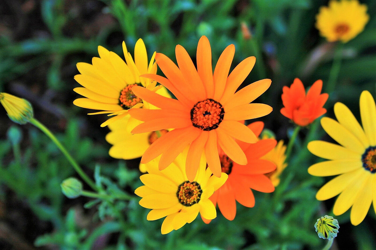 1000 Mixed African Daisy Daisies Dimorphotheca Aka Cape Marigold Flower Seeds | www.seedsplantworld.com