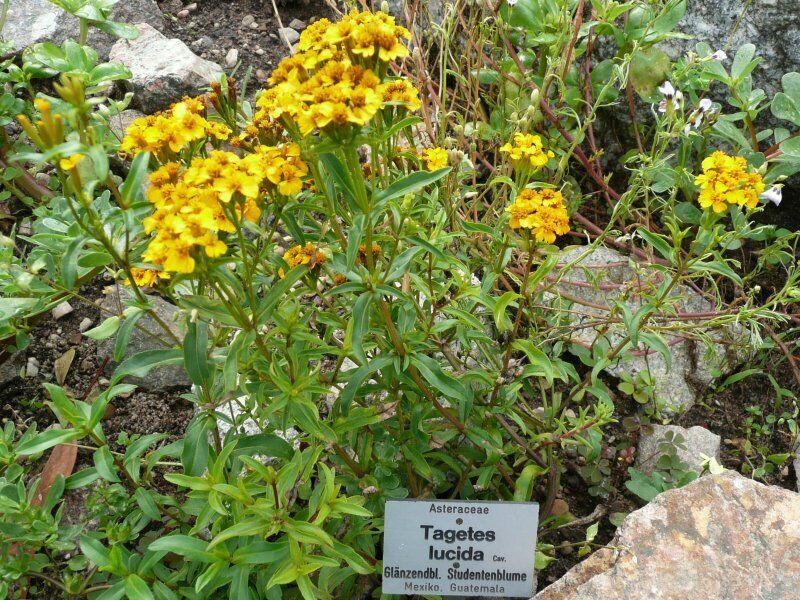 100 Mexican Mint Tagetes lucida Marigold Spanish Tarragon Herb Seeds | www.seedsplantworld.com