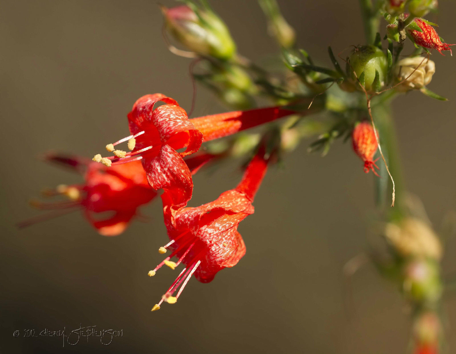 105 Penstemon Firecracker Penstemon Eatonii Red Flower Seeds | www.seedsplantworld.com