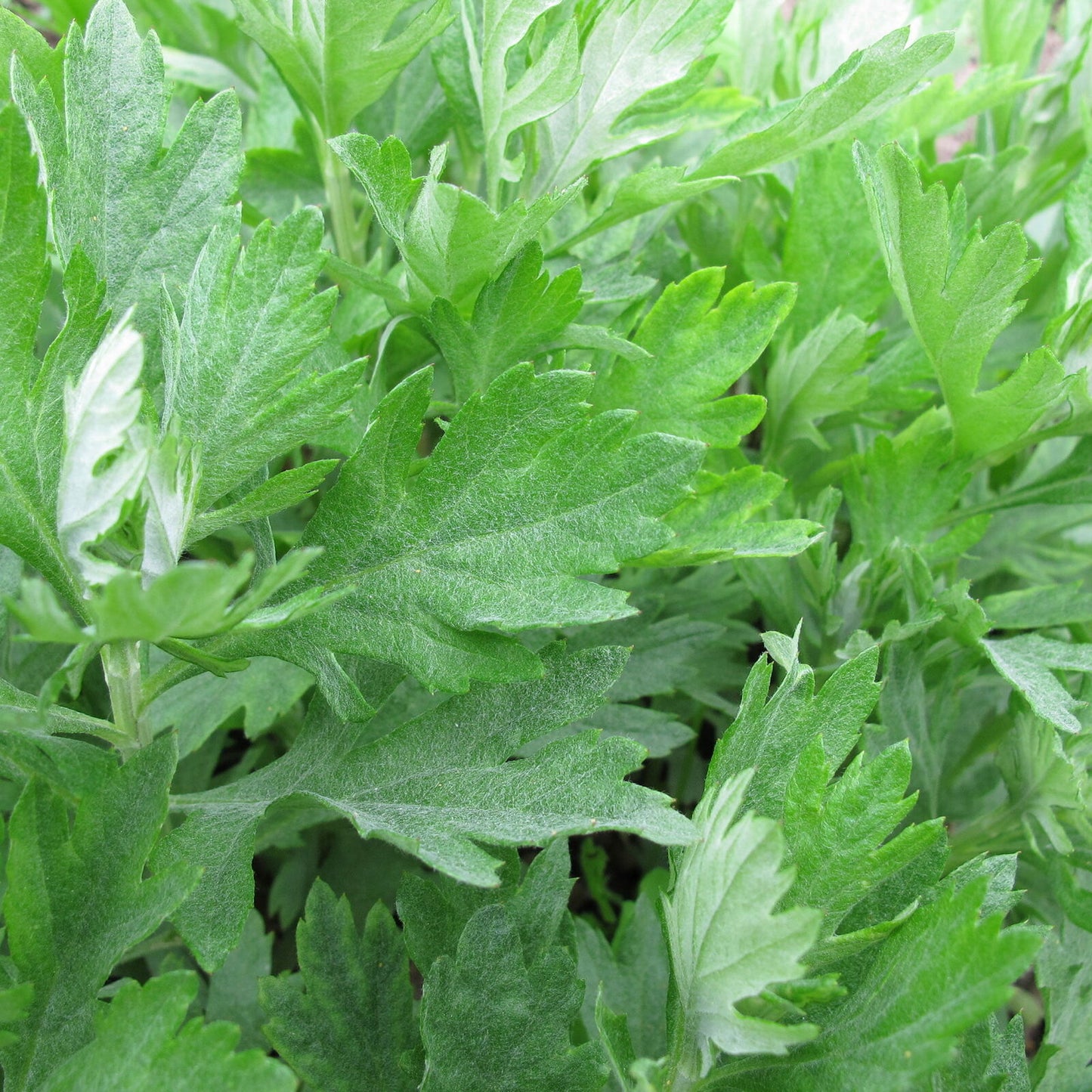 300+ Mugwort Artemisia Vulgaris Medicinal Heirloom Herb Seeds | www.seedsplantworld.com