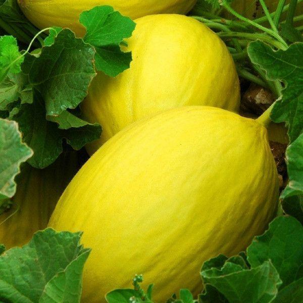 25+ Canary Melon Yellow Cucumis Melo Heirloom NON-GMO Fruit Seeds | www.seedsplantworld.com