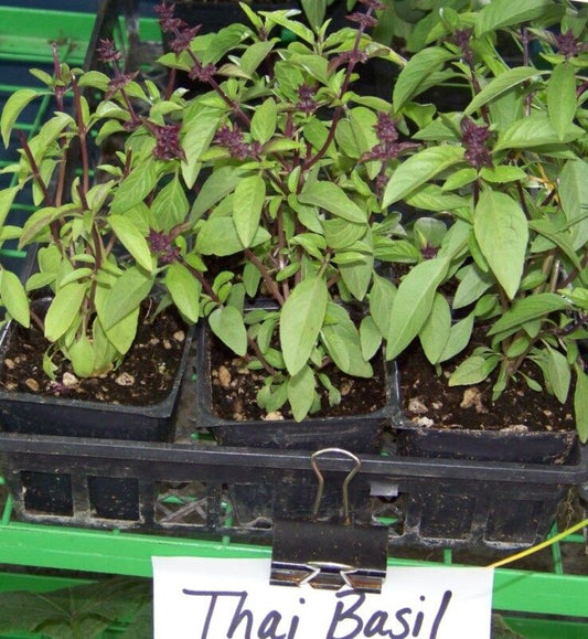 110 Basil Thai Spicey Basil Herb Seeds | www.seedsplantworld.com