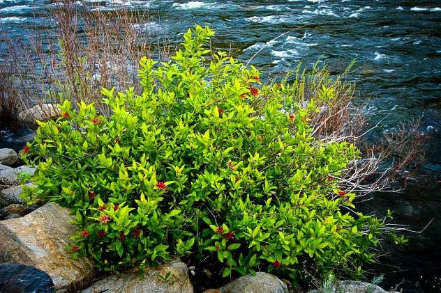 Spice Bush Pond Berry (Lindera Benzoin ) Live Plant In A 4" Quart Pot 10-14" In Height