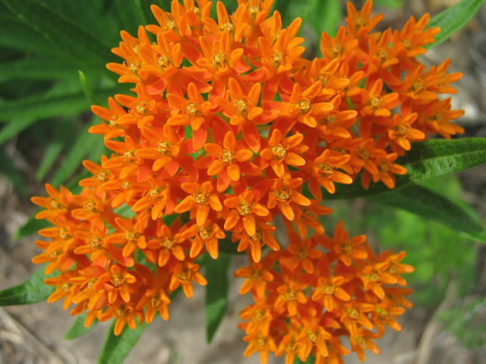 30+ Butterfly Milkweed Asclepias Tuberosa Perrenial Flower Seeds | www.seedsplantworld.com