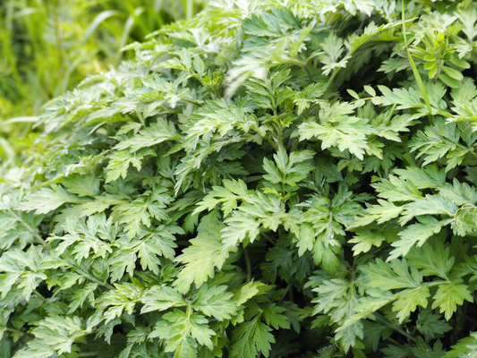 1000 Japanese Mugwort Artemisia Princeps Korean Wormwood Yomagi Herb Flower Seeds | www.seedsplantworld.com