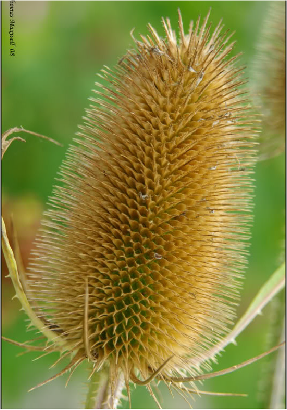 75 Fullers Teasel Indian Teasel Dipsacus Sativus White Flower Seeds | www.seedsplantworld.com