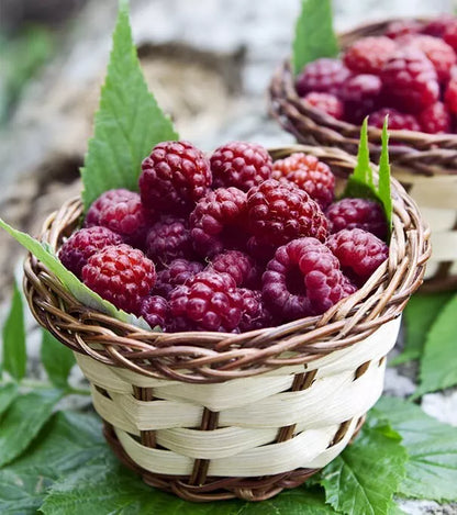 1 Brandywine Purple Live Raspberry Plant All Natural Grown Spring Shipping Fruit Plant | www.seedsplantworld.com