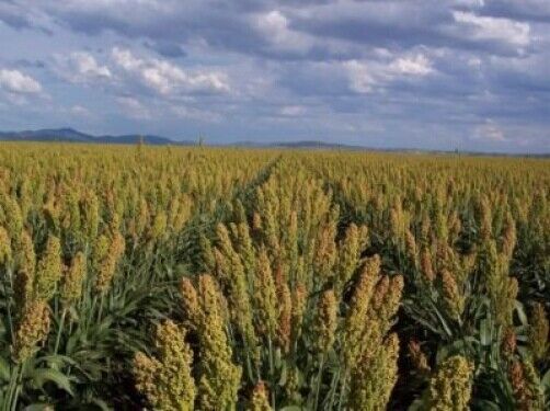 50 Mennonite Sorghum Sugar Cane Sorghum Bicolor Grain Vegetable Seeds | www.seedsplantworld.com