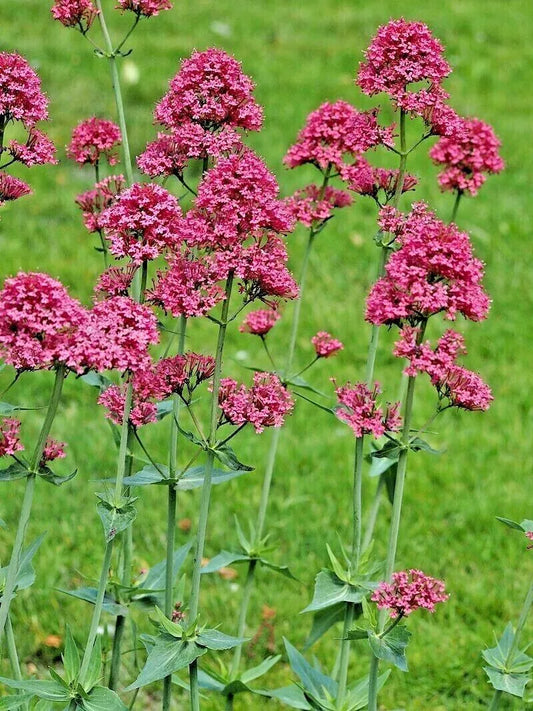 Red Valerian, 105 Seeds