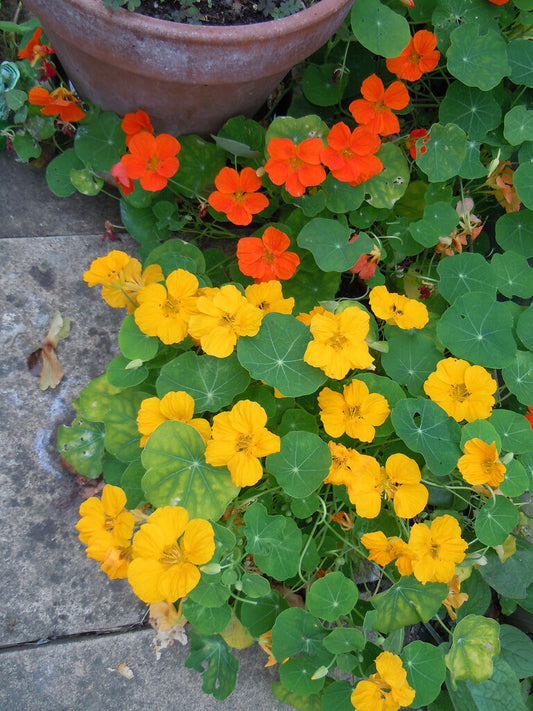 30 Nasturtium Jewel Mix Edible Flower Seeds | www.seedsplantworld.com