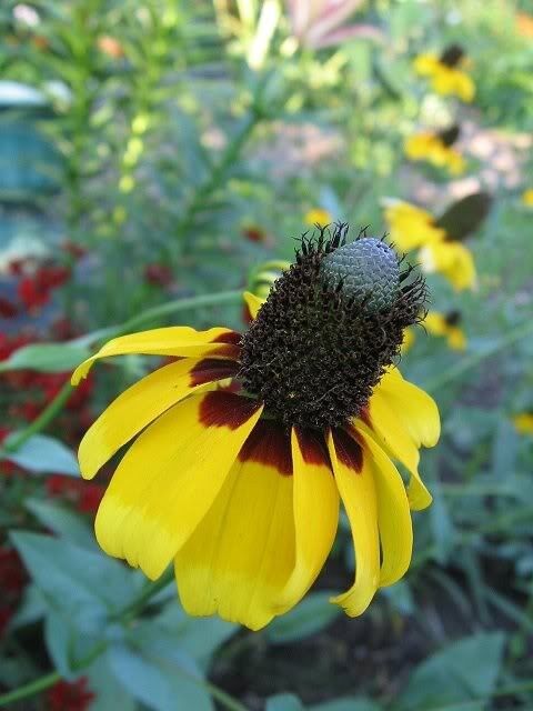 3000 Clasping Coneflower Rudbeckia Amplexicaulis Flower Seeds | www.seedsplantworld.com