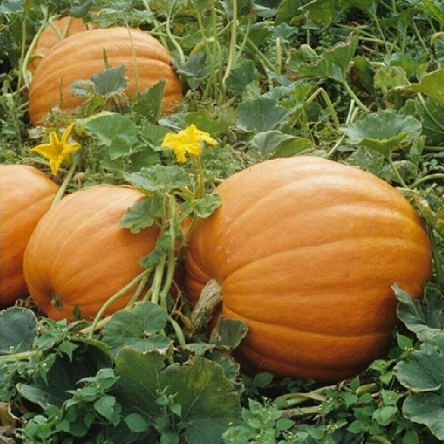 10 Ct Mammoth Gold Giant Pumpkin NON-GMO 40-60 lbs Vegetable Seeds | www.seedsplantworld.com