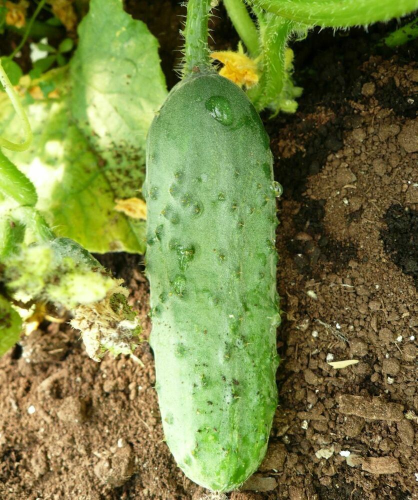 50+ Cucumber Calypso Garden NON-GMO Vegetable Seeds | www.seedsplantworld.com