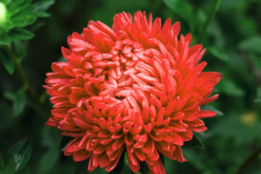 30 Double Scarlet Paeony Aster Red Peony Callistephus Flower Seeds | www.seedsplantworld.com