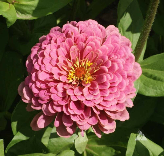 200+ Pink Luminosa Zinnia Elegans Garden Flower Seeds | www.seedsplantworld.com