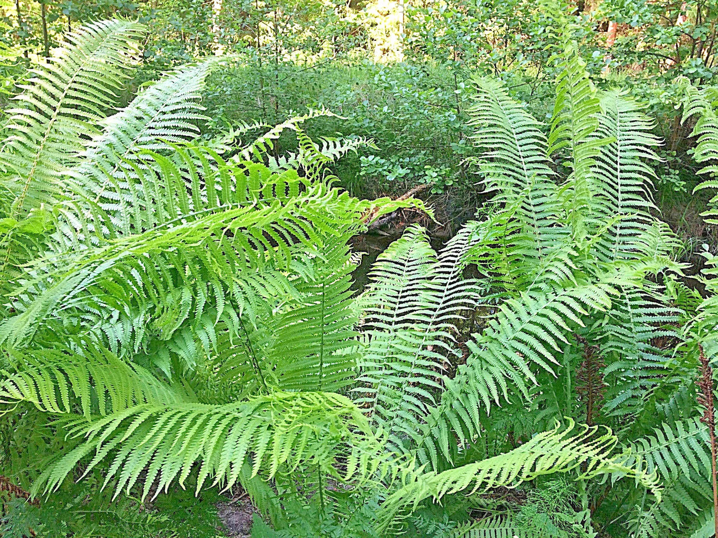 Ribbon Fern, 1000 Seeds | www.seedsplantworld.com