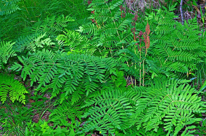 Royal Fern 1000 Spores Seeds