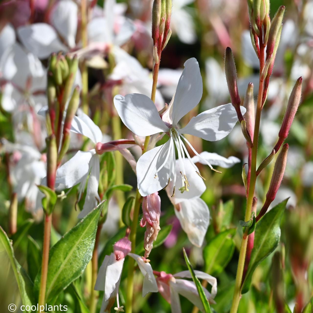 25+ Gaura Lindheimeri White Wildflower Perrenial Flower Seeds | www.seedsplantworld.com