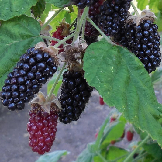 Marionberry The Most Flavorful Blackberry Potted Fruit Plants | www.seedsplantworld.com