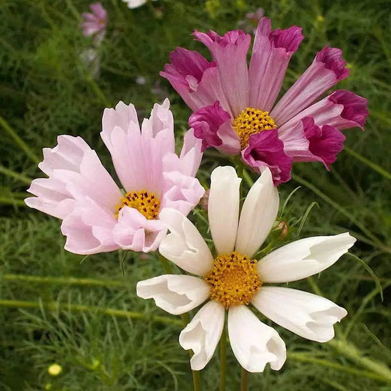 50 Seashells Cosmos Seeds Non-GMO Flower Seeds | www.seedsplantworld.com