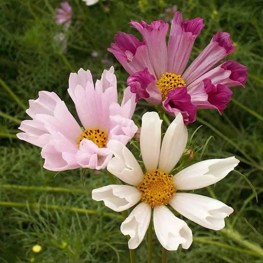 50 Seashells Cosmos Seeds Non-GMO Flower Seeds | www.seedsplantworld.com