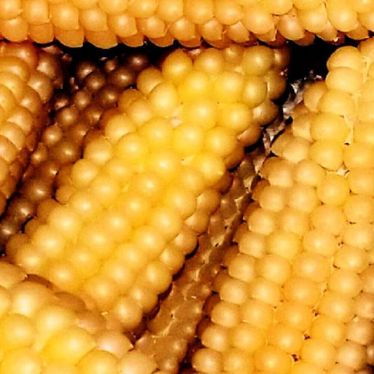 100 Popcorn Japanese Hullness Corn Heirloom Vegetable Seeds | www.seedsplantworld.com