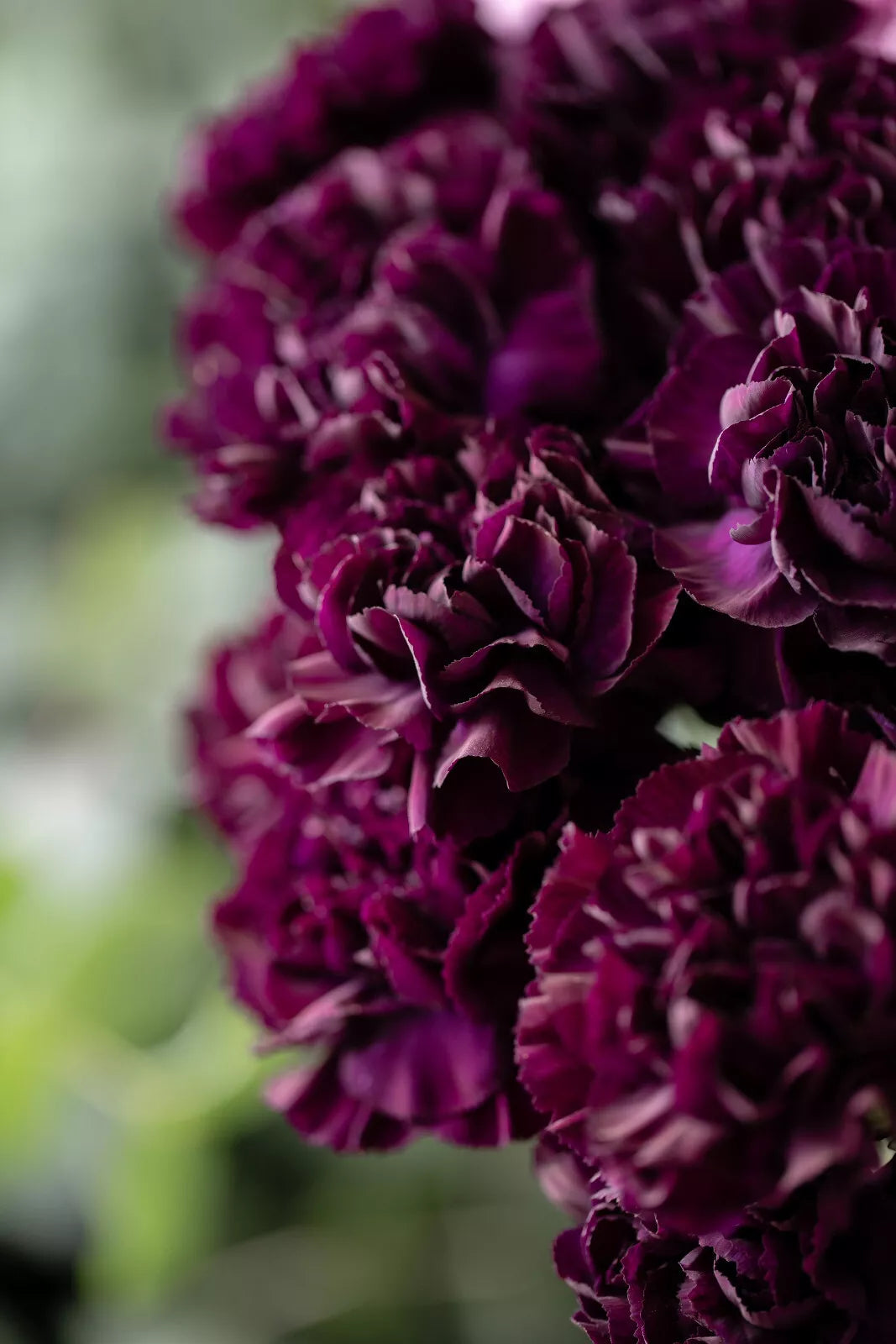 50 Black Carnation King Of Blacks Dianthus Caryophyllus Grenadin Flower Seeds | www.seedsplantworld.com