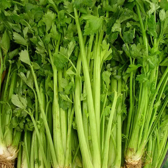 500 Tall Utah 52-70 Celery Seeds Non-GMO Vegetable Seeds | www.seedsplantworld.com