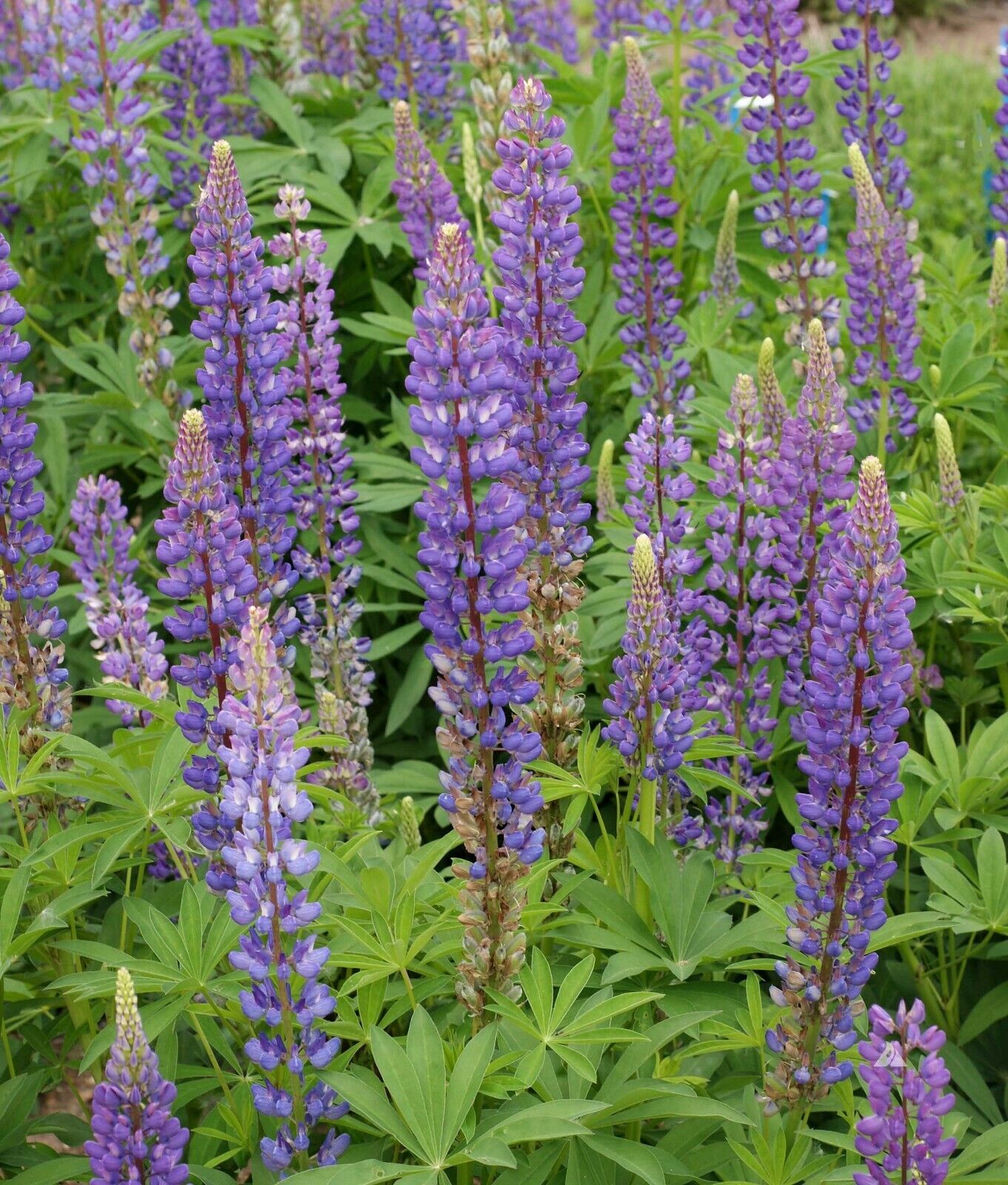 100+ Lupine Perennis Perrenial Flower Seeds | www.seedsplantworld.com