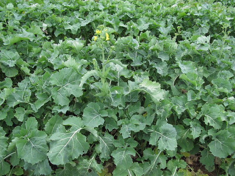 1000 Hanover Salad Spring Kale Smooth Siberian Brassica Napus Vegetable Seeds | www.seedsplantworld.com