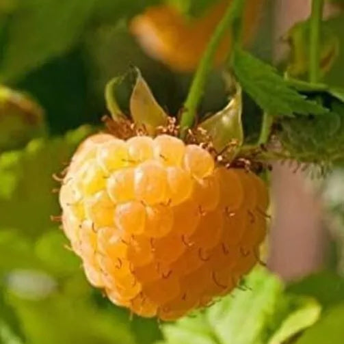 1 Gallon Potted Golden Raspberry Plant Non Gmo Fruit Plants