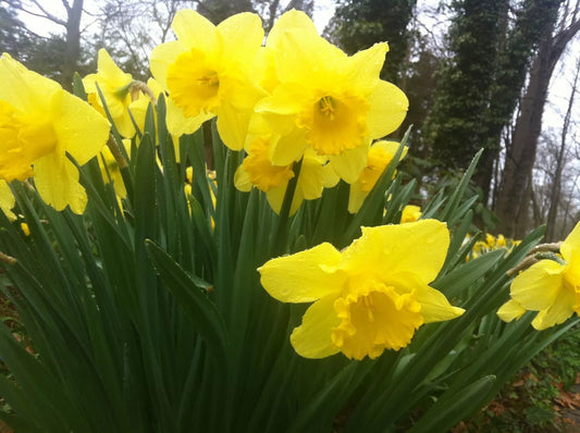 50 Wild Daffodil Bulbs Lent Lily,Buttercup Live Plant