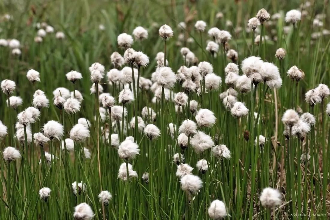 25 Tawny Cottongrass Flower Seeds | www.seedsplantworld.com