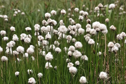 25 Tawny Cottongrass Flower Seeds | www.seedsplantworld.com