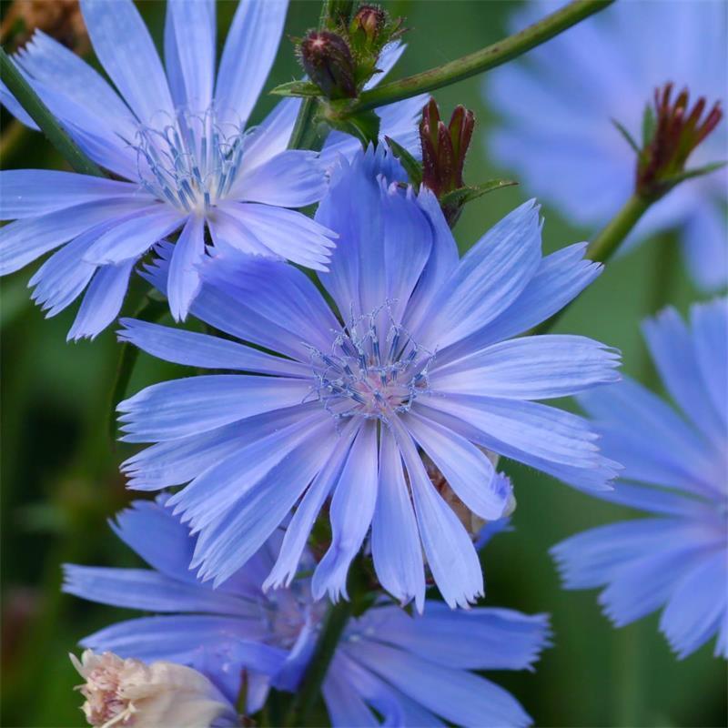 300+ Chicory Cichorium Intybus Blue Dandelion NON-GMO Flower Seeds | www.seedsplantworld.com