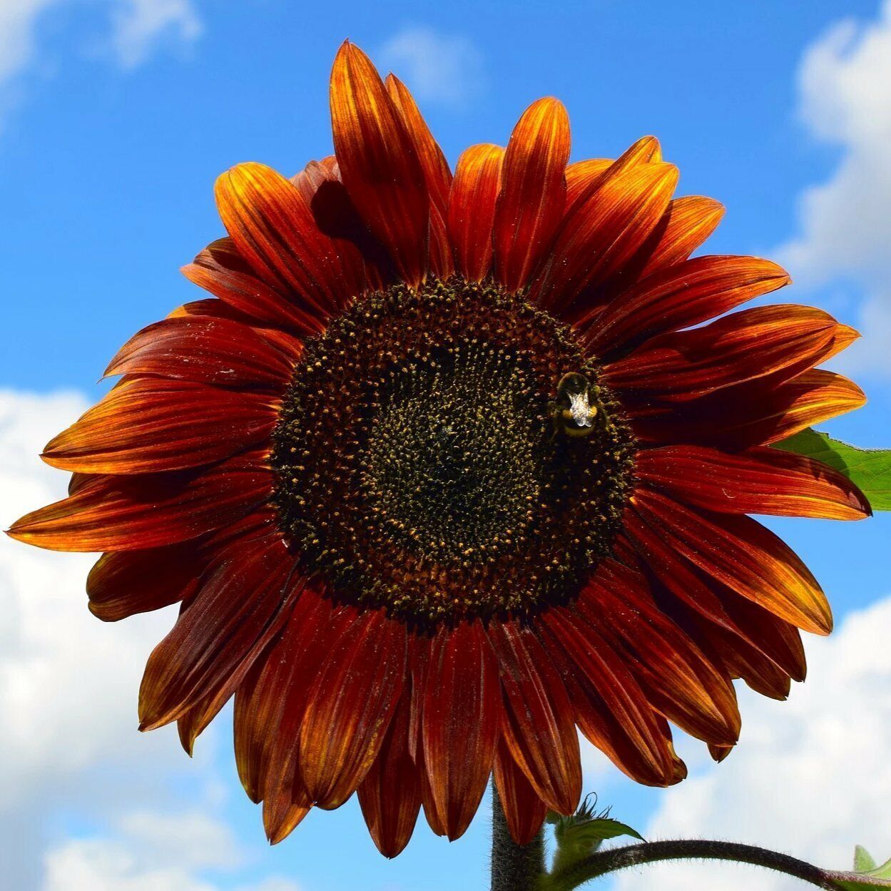 35+ Sunflower Chocolate Cherry Annual Flower Seeds | www.seedsplantworld.com