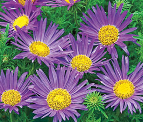 150 Daisy Tahoka Daisy Prairie Aster Blue Flower Seeds | www.seedsplantworld.com