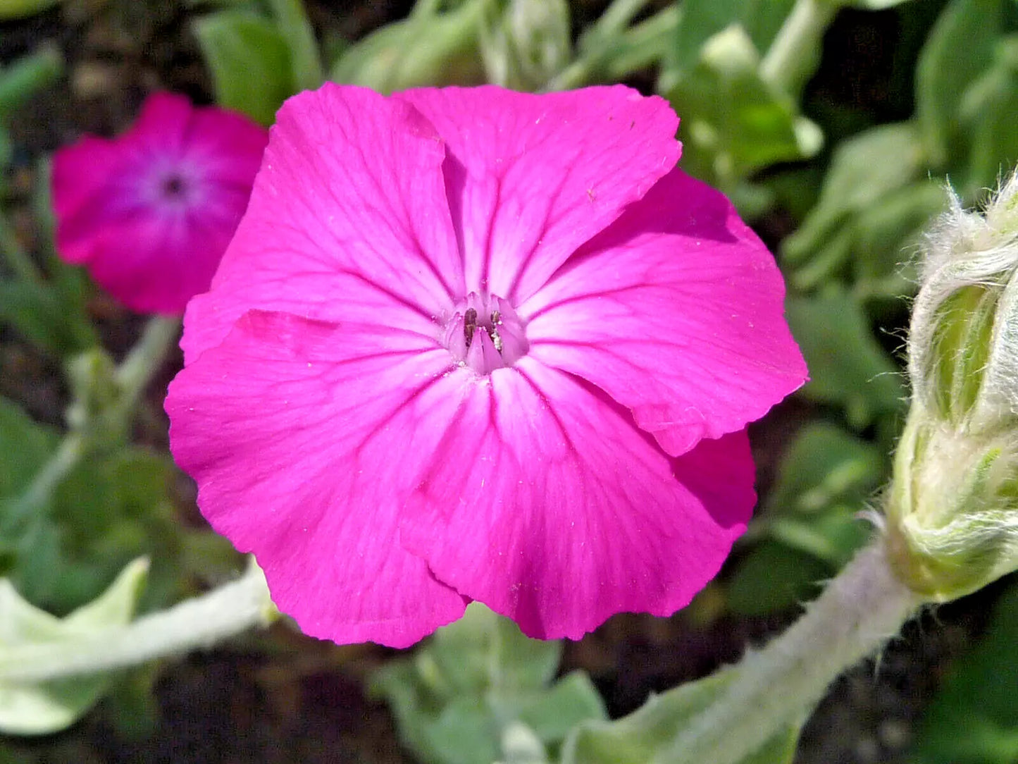 Rose Campion 200 Seeds