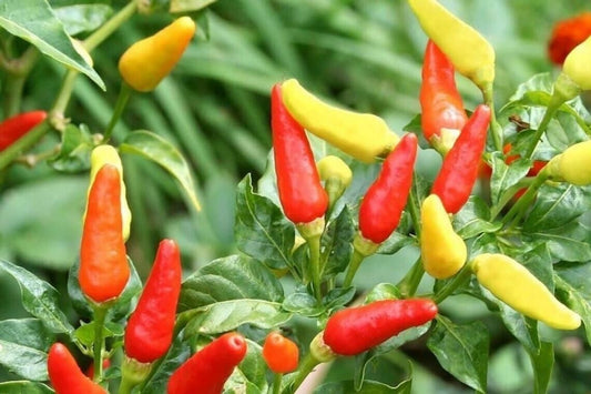 30 Tabasco Hot Pepper Vegetable Seeds