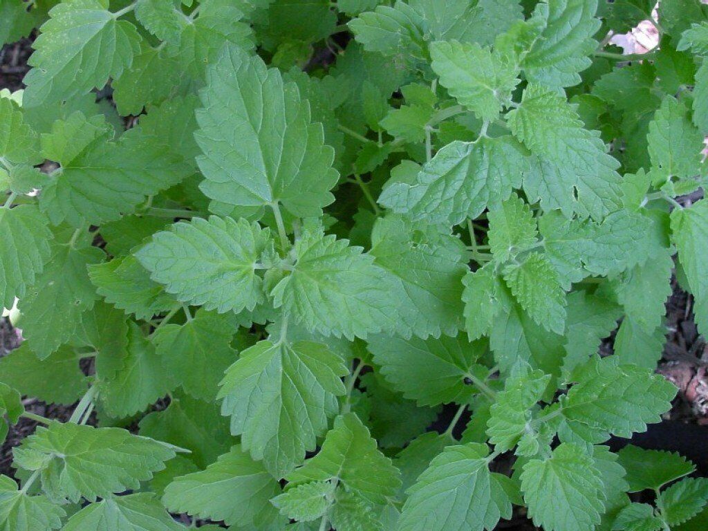 1500+ Catnip Perrenial Garden NON-GMO Herb Seeds | www.seedsplantworld.com