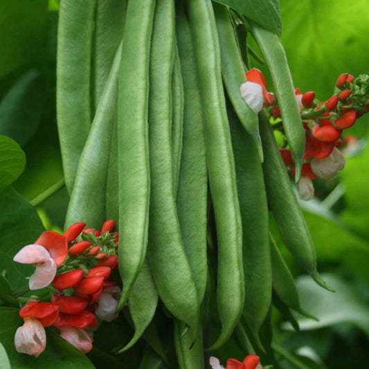 20 Ct Scarlet Runner Bean Pole Edible Ornamental NON-GMO Heirloom Vegetable Seeds | www.seedsplantworld.com