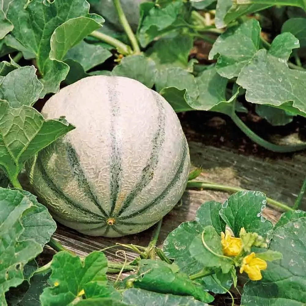 25 Charentais Melon Seeds Non-GMO Fruit Seeds | www.seedsplantworld.com