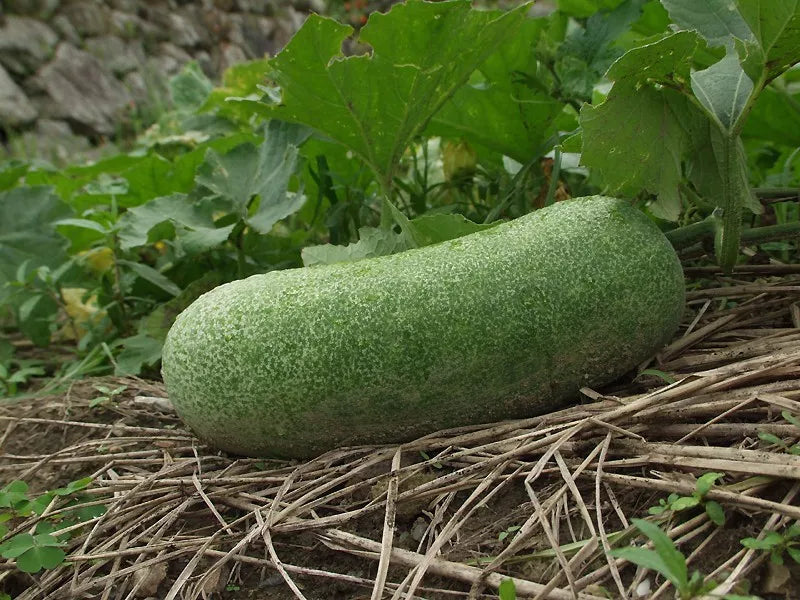 20 Wax Gourd Winter Melon White Ash Benincasa Hispida Vegetable Seeds | www.seedsplantworld.com