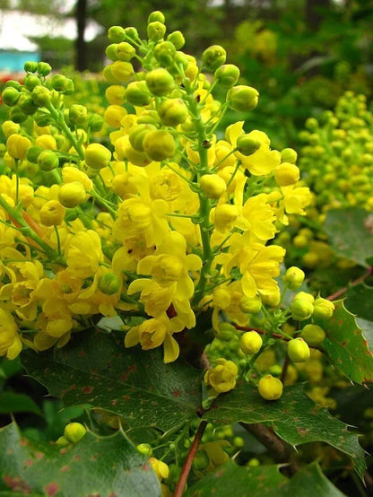 Oregon Grape Holly, 50 Seeds