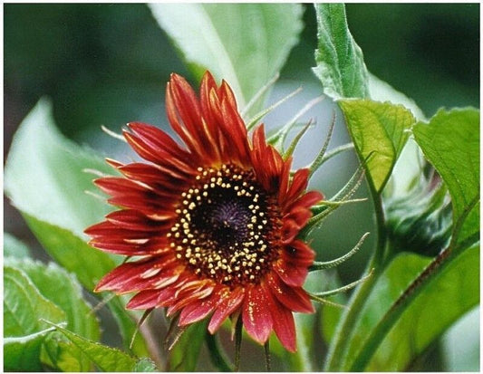 30 Sunflower Velvet Queen Red Sun Flower Blooms Flower Seeds | www.seedsplantworld.com