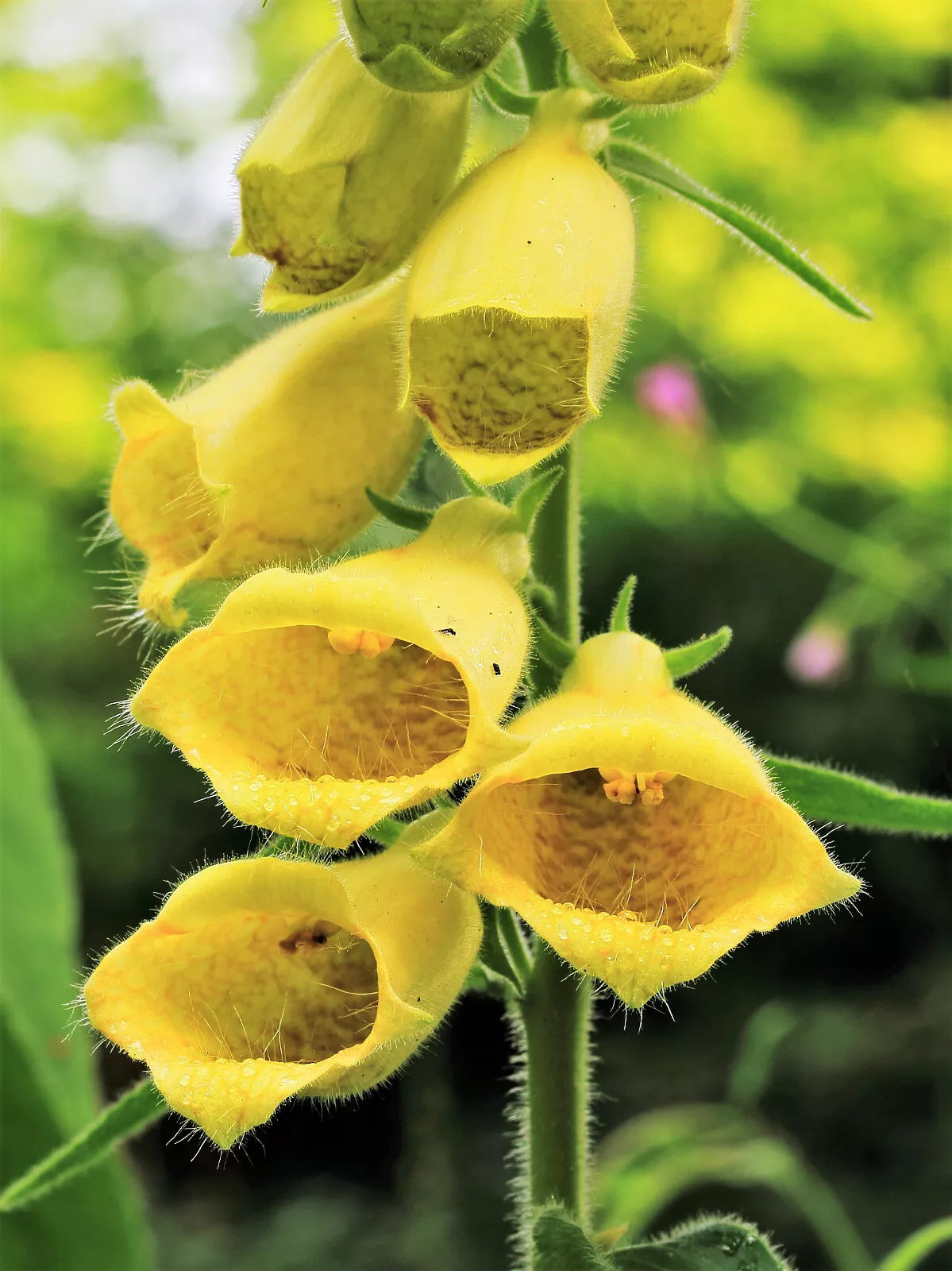 100 Yellow Foxglove Digitalis Grandiflora Sun Or Shade Pollinator Flower Seeds | www.seedsplantworld.com